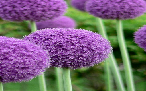 Allium giganteum flower wallpaper  from Chrome web store to be run with OffiDocs Chromium online