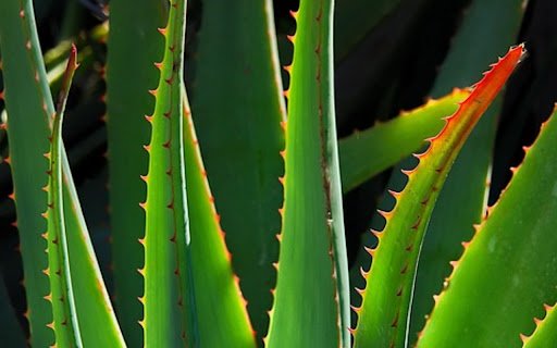 ALOE Theme  from Chrome web store to be run with OffiDocs Chromium online
