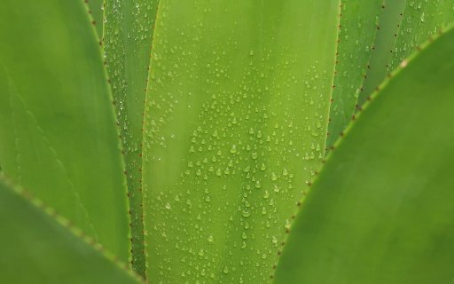 Aloe vera branches  from Chrome web store to be run with OffiDocs Chromium online