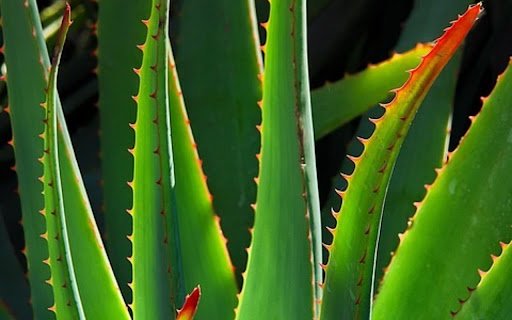 ALOE VERA THEME  from Chrome web store to be run with OffiDocs Chromium online