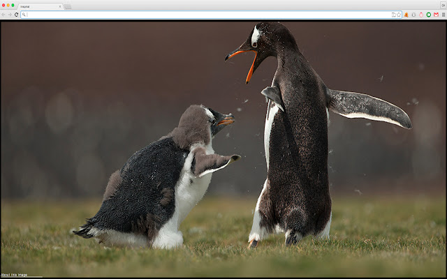 Amazing animals photos  from Chrome web store to be run with OffiDocs Chromium online Amazing animals photos  from Chrome web store to be run with OffiDocs Chromium online