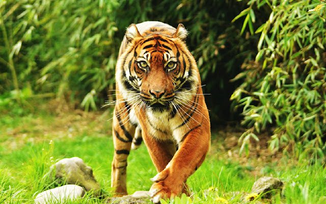 Amazing Tiger Theme  from Chrome web store to be run with OffiDocs Chromium online