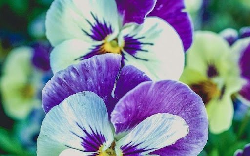 A Medley of Viola Blooms  from Chrome web store to be run with OffiDocs Chromium online