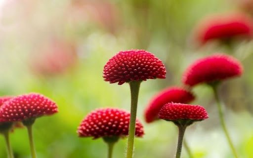 A Miniature Tapestry of Bellis perennis  from Chrome web store to be run with OffiDocs Chromium online
