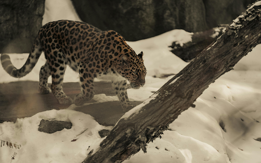 Amur Leopard Walking through Snowy Landscape  from Chrome web store to be run with OffiDocs Chromium online