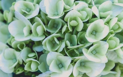 A Muted Beauty of Hydrangea macrophylla  from Chrome web store to be run with OffiDocs Chromium online