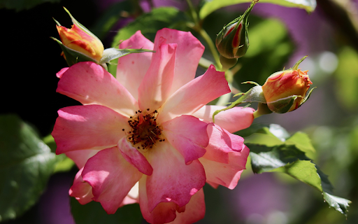 Ancient roses  from Chrome web store to be run with OffiDocs Chromium online