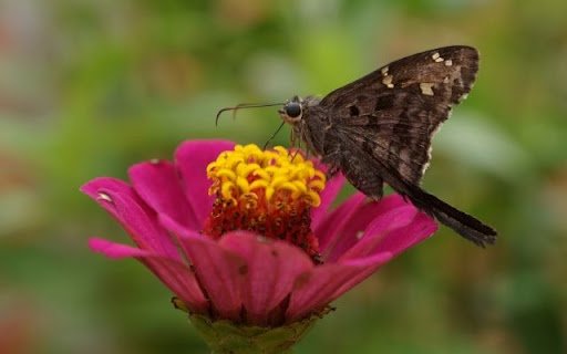 A Nectar Feast on Zinnia elegans  from Chrome web store to be run with OffiDocs Chromium online