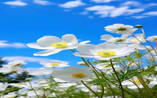 Anemone Sylvestris Flower Wallpaper  from Chrome web store to be run with OffiDocs Chromium online