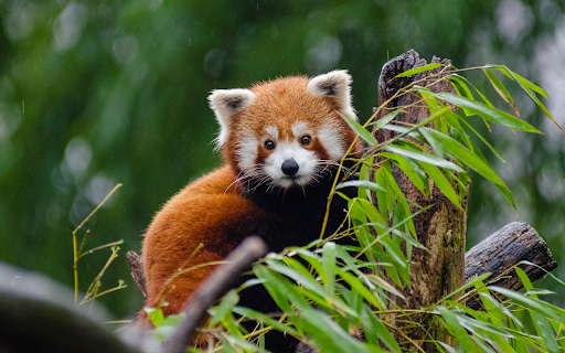 Animal Kingdom Theme  from Chrome web store to be run with OffiDocs Chromium online