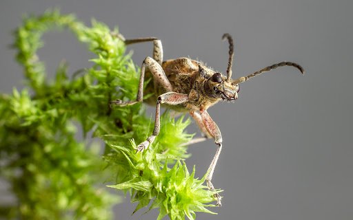 An insect with long antennae  from Chrome web store to be run with OffiDocs Chromium online