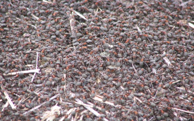 Ant Army dal negozio web di Chrome verrà eseguito con OffiDocs Chromium online