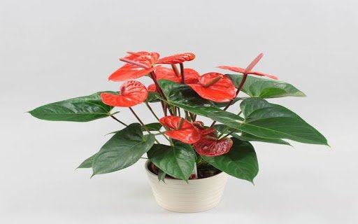 Anthurium pot wallpaper  from Chrome web store to be run with OffiDocs Chromium online