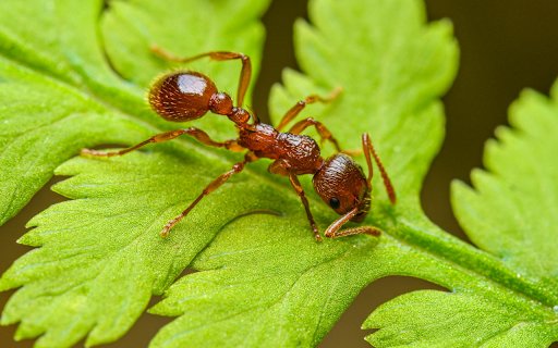 Ant on green leaf from Chrome web store to be run with OffiDocs Chromium online Ant on green leaf from Chrome web store to be run with OffiDocs Chromium online