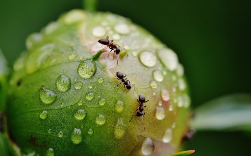 Ants crawling on fruit  from Chrome web store to be run with OffiDocs Chromium online