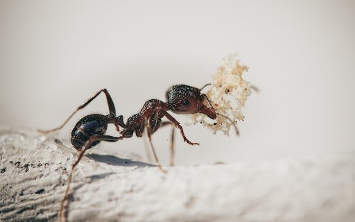 Ants secrete saliva  from Chrome web store to be run with OffiDocs Chromium online