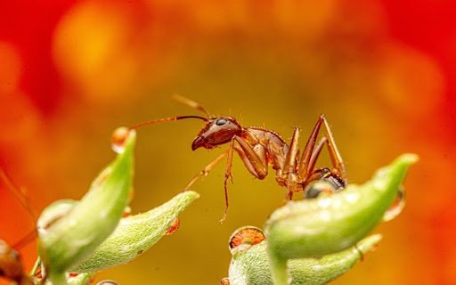 ANTS THEME  from Chrome web store to be run with OffiDocs Chromium online