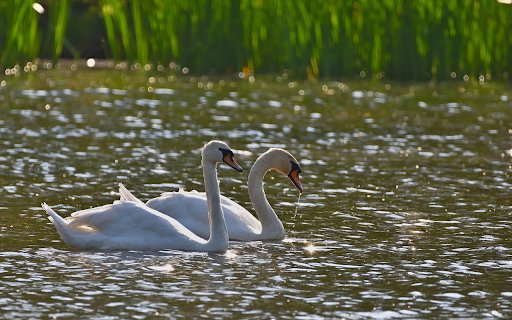 A pair of swans make a living on the lake  from Chrome web store to be run with OffiDocs Chromium online