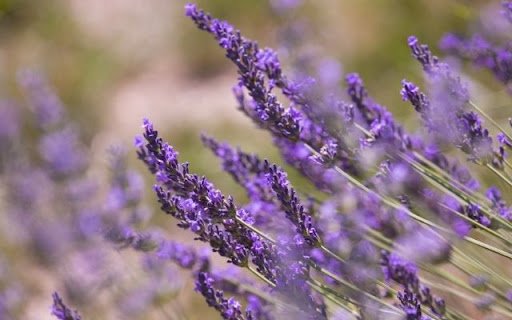 A Perfumed Field of Lavandula angustifolia  from Chrome web store to be run with OffiDocs Chromium online