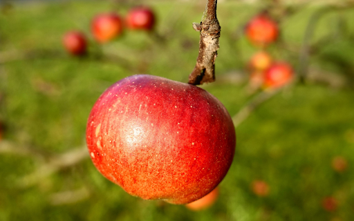 Apple on the tree  from Chrome web store to be run with OffiDocs Chromium online