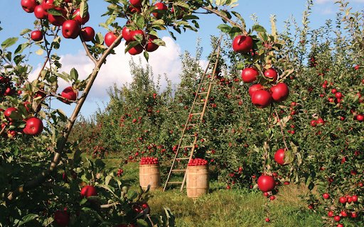 Apples Orchard  from Chrome web store to be run with OffiDocs Chromium online
