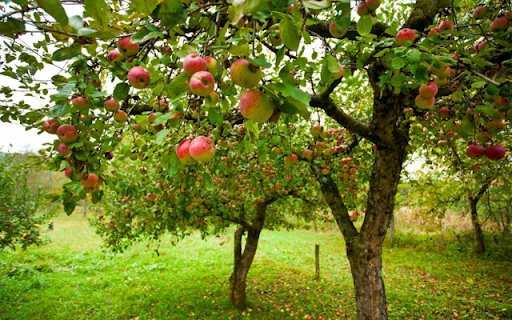 Apple Tree  from Chrome web store to be run with OffiDocs Chromium online