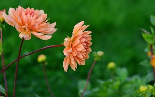 Apricot Hued Dahlias  from Chrome web store to be run with OffiDocs Chromium online