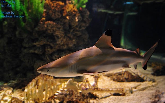 Aquarium Shark uit de Chrome-webwinkel wordt uitgevoerd met OffiDocs Chromium online