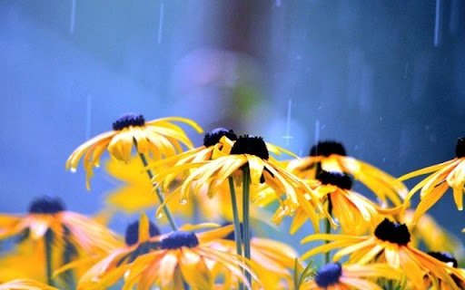 A Rainy Embrace of Rudbeckia hirta  from Chrome web store to be run with OffiDocs Chromium online