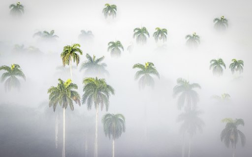 Areca tree garden  from Chrome web store to be run with OffiDocs Chromium online