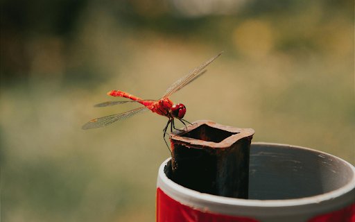 A red dragonfly on a can  from Chrome web store to be run with OffiDocs Chromium online