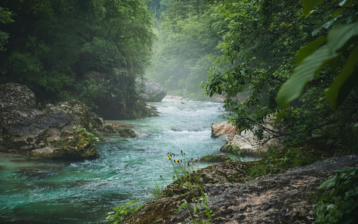 A river flowing through a forest with green trees  from Chrome web store to be run with OffiDocs Chromium online