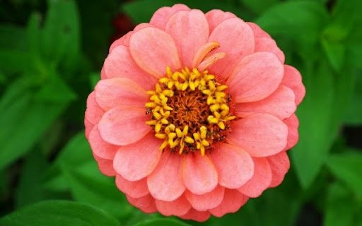 A Salmon Hued Zinnia Bloom  from Chrome web store to be run with OffiDocs Chromium online
