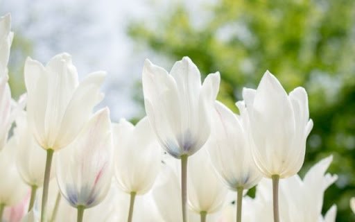 A Serene Congregation of Tulipa gesneriana  from Chrome web store to be run with OffiDocs Chromium online