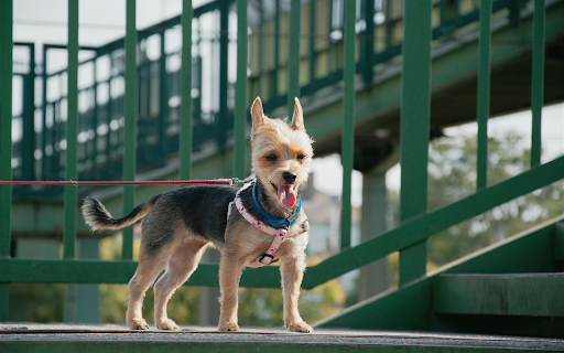 A small dog wearing a harness on a bridge  from Chrome web store to be run with OffiDocs Chromium online