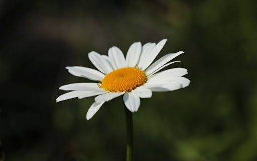 A Solitary Oxeye Daisy Bloom  from Chrome web store to be run with OffiDocs Chromium online