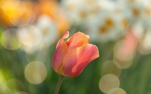 A Solitary Tulip in Soft Focus  from Chrome web store to be run with OffiDocs Chromium online