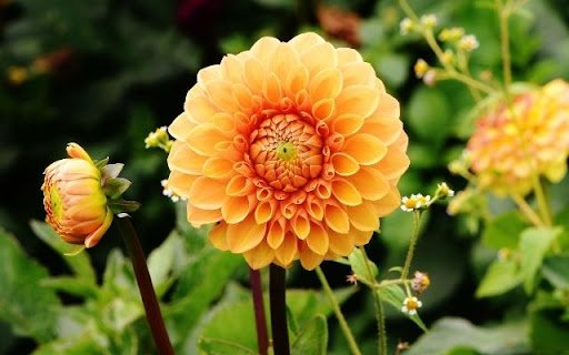 A Spherical Spectacle of Dahlia  from Chrome web store to be run with OffiDocs Chromium online
