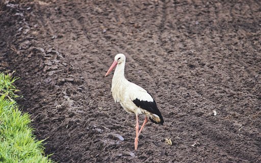 A stork on a field of loose soil  from Chrome web store to be run with OffiDocs Chromium online