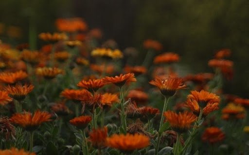 A Swath of Fiery Calendula  from Chrome web store to be run with OffiDocs Chromium online