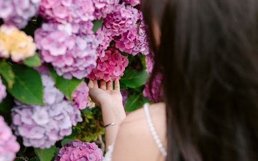A Tactile Moment with Hydrangea macrophylla  from Chrome web store to be run with OffiDocs Chromium online