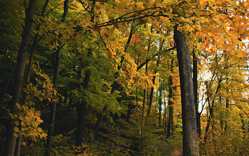 A Tranquil Forest  from Chrome web store to be run with OffiDocs Chromium online