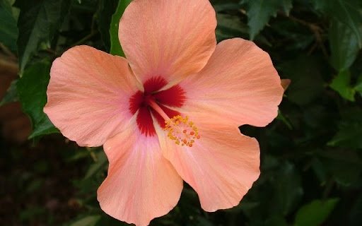 A Tropical Blush of Hibiscus rosa sinensis  from Chrome web store to be run with OffiDocs Chromium online