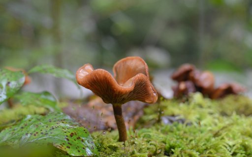 Attractive mushrooms on moss  from Chrome web store to be run with OffiDocs Chromium online