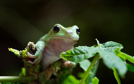 australian white tree frog leaves dumpy from Chrome web store to be run with OffiDocs Chromium online australian white tree frog leaves dumpy from Chrome web store to be run with OffiDocs Chromium online