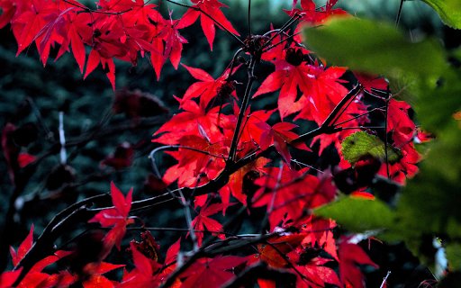 Autumn and red leaves  from Chrome web store to be run with OffiDocs Chromium online