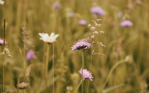Autumn grass flowers  from Chrome web store to be run with OffiDocs Chromium online