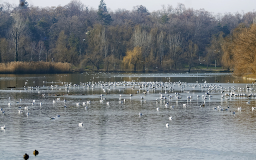 Autumn Lake van de Chrome-webwinkel wordt uitgevoerd met OffiDocs Chromium online