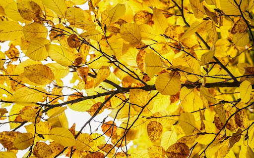Autumn Leaves Theme  from Chrome web store to be run with OffiDocs Chromium online