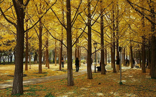 Autumn Park  from Chrome web store to be run with OffiDocs Chromium online